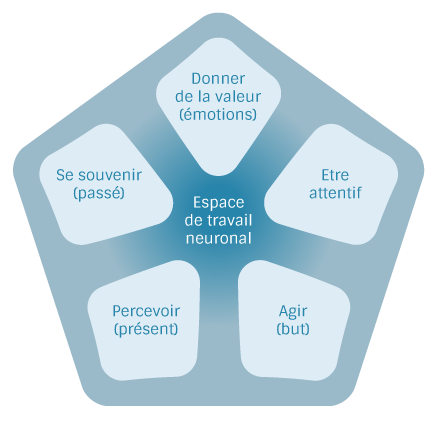 diagramme-espace-travail-neuronal